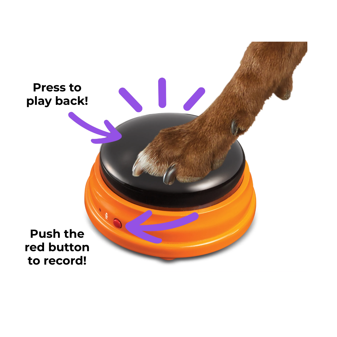 Brightkins Hunger for Words: Talking Pet Starter Set