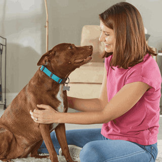 Brightkins Talking Pet Doorbell