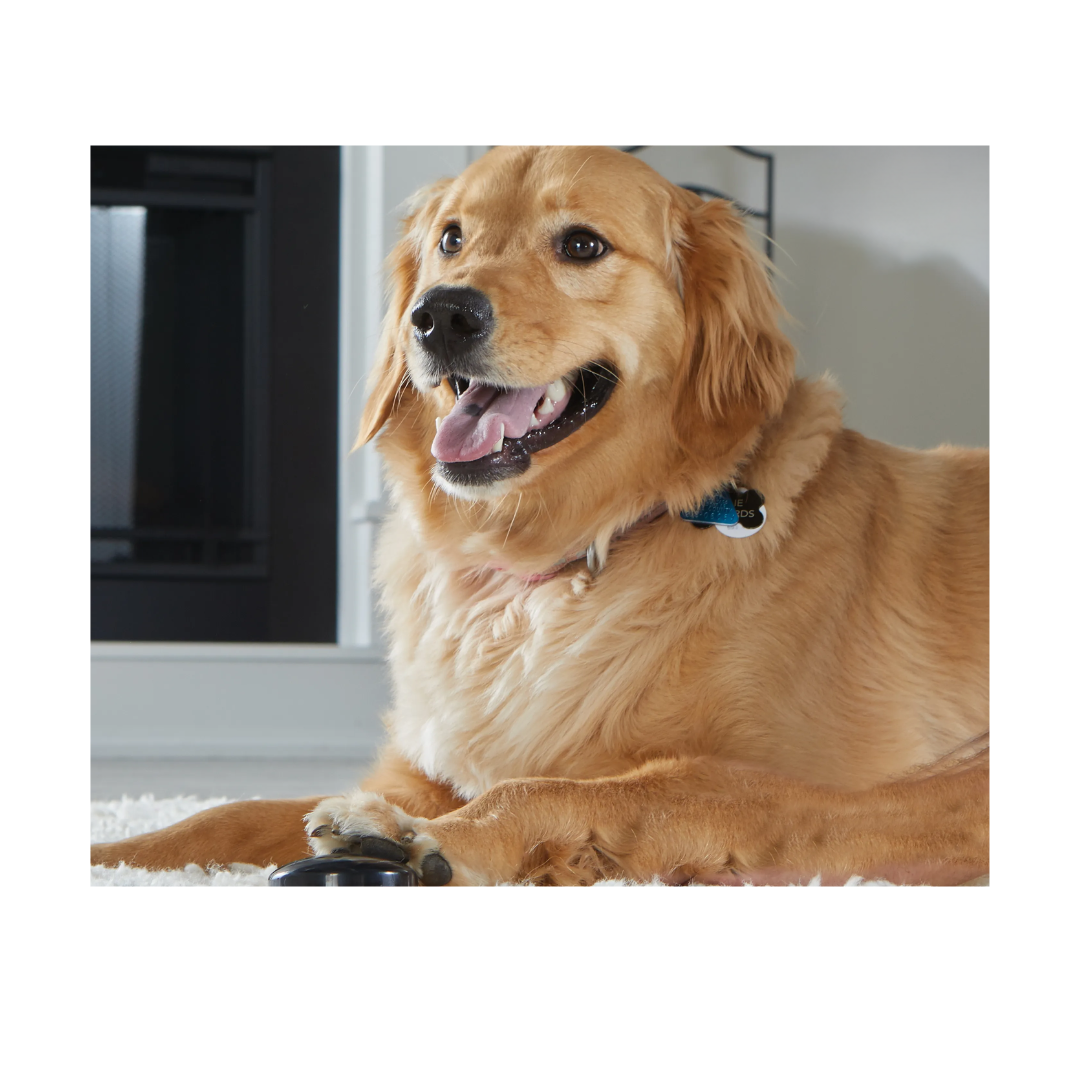 Brightkins Talking Pet Words Locations