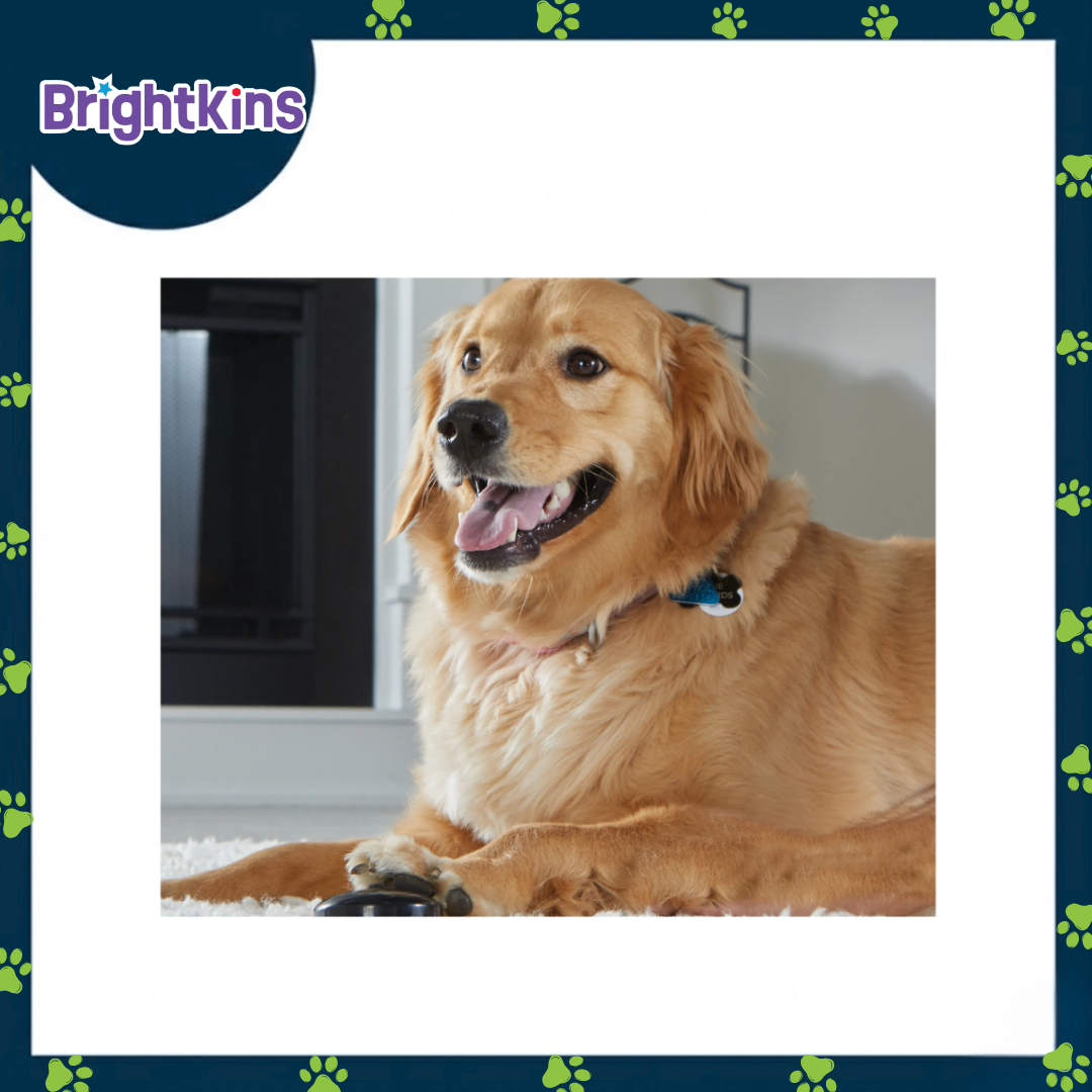 Ogapets Brightkins Talking Pet Next Words Locations Customizable Voice Buttons with Themed Stickers for Dog Training and Obedience Games Durable