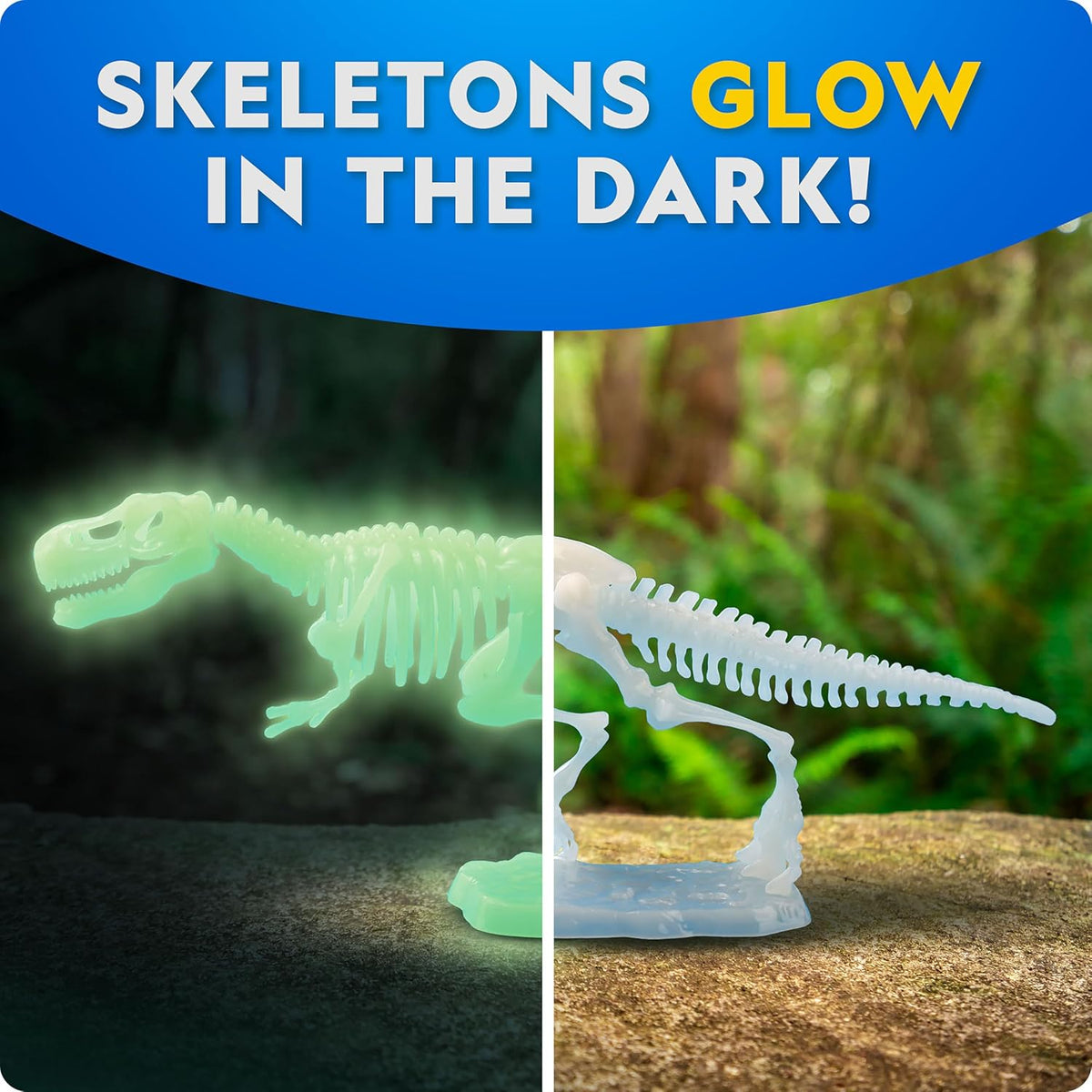 Glow-in-the-Dark Velociraptor Model Skeleton
