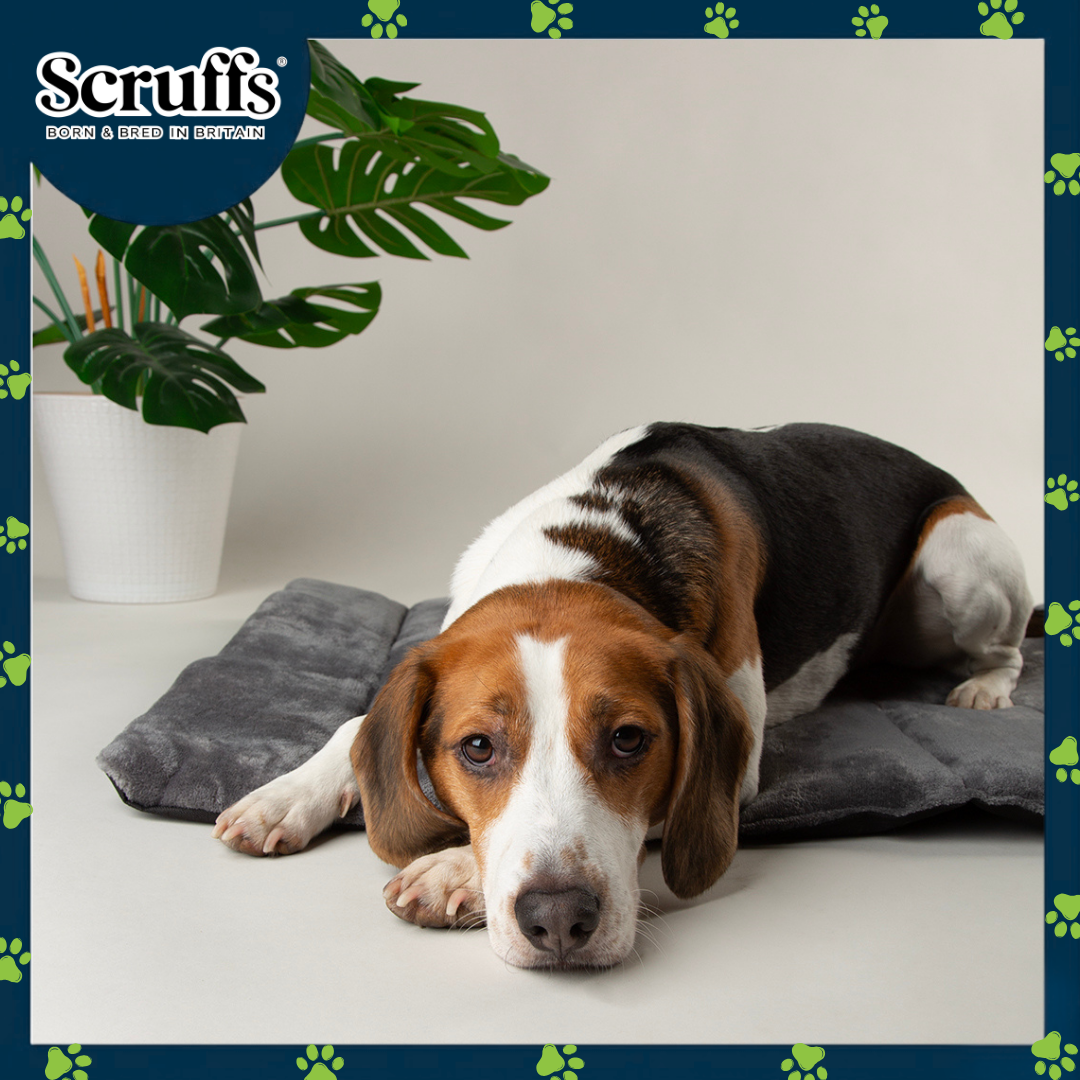 Scruffs Expedition Roll Up Travel Pet Bed