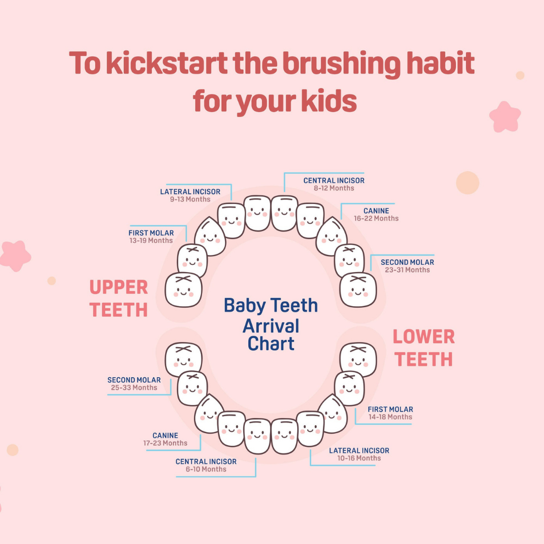 NEW Pigeon Official Kids Toothbrush Red with Suction Cup Stand, 18+ Months, Soft Bristles, Slim head to reach back molars, Ergonomic handle, BPA Free, Co-developed with Pediatric Dentist, Japan No. 1 Brand