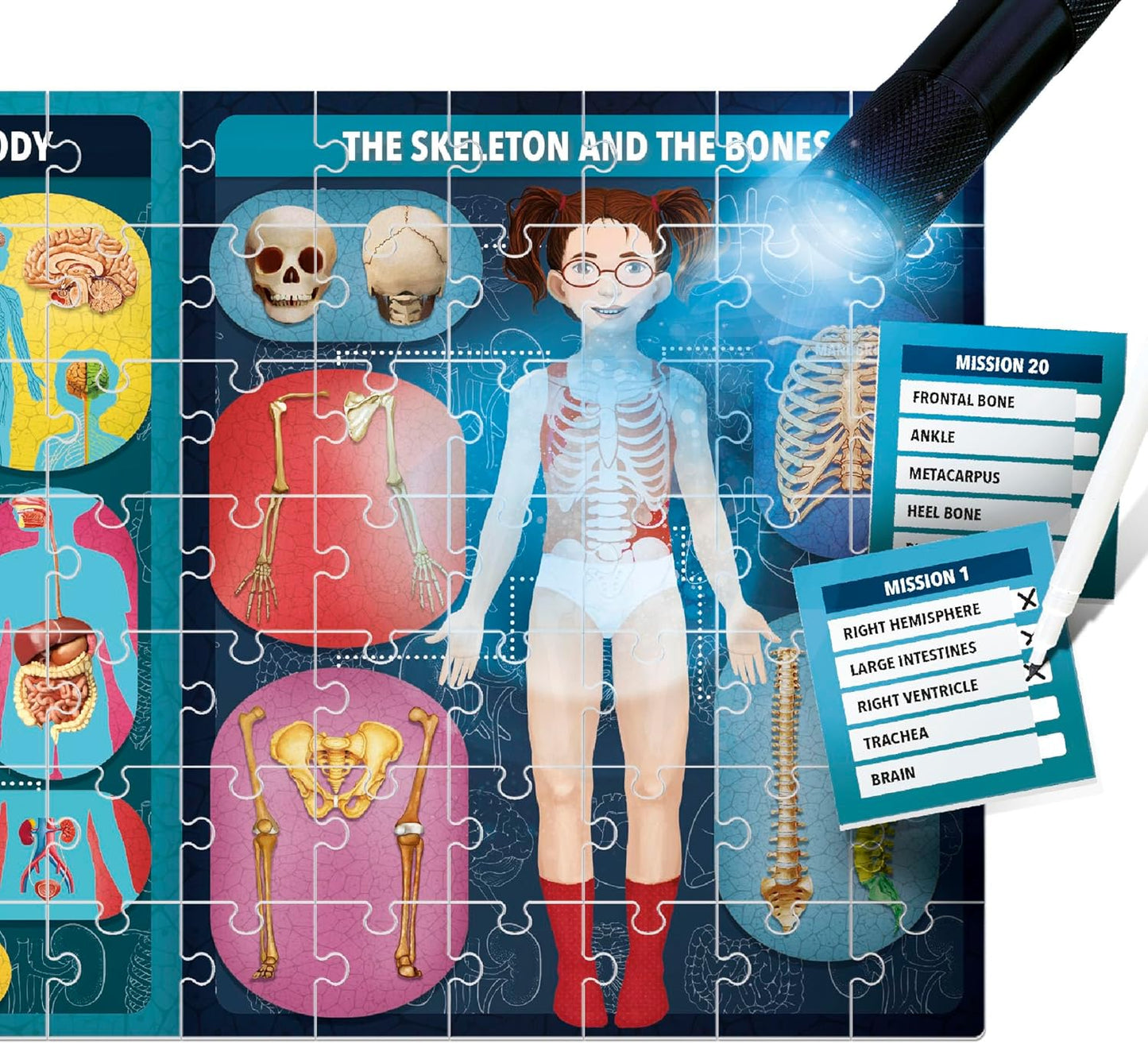 Headu The Human Body under X-Ray