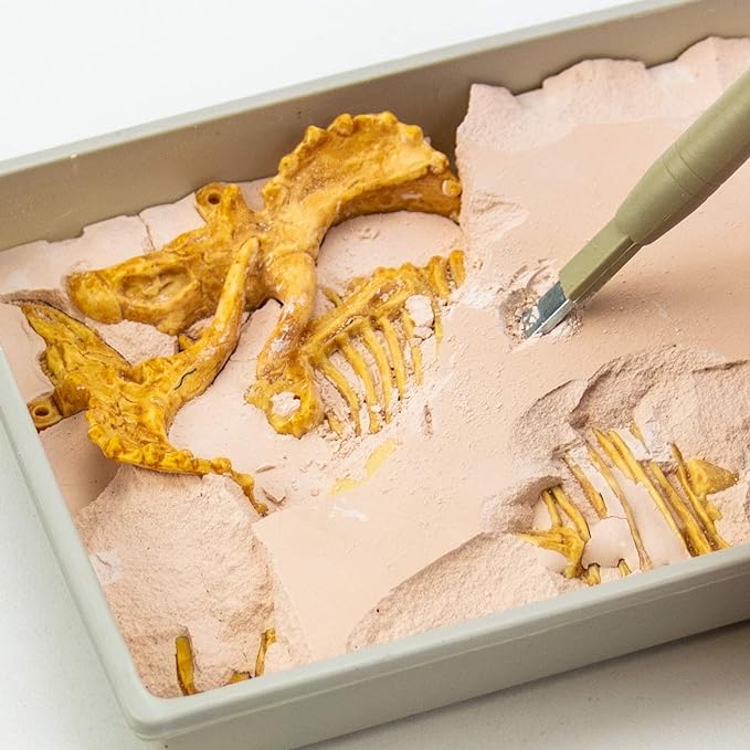 Triceratops Fossil Excavation
