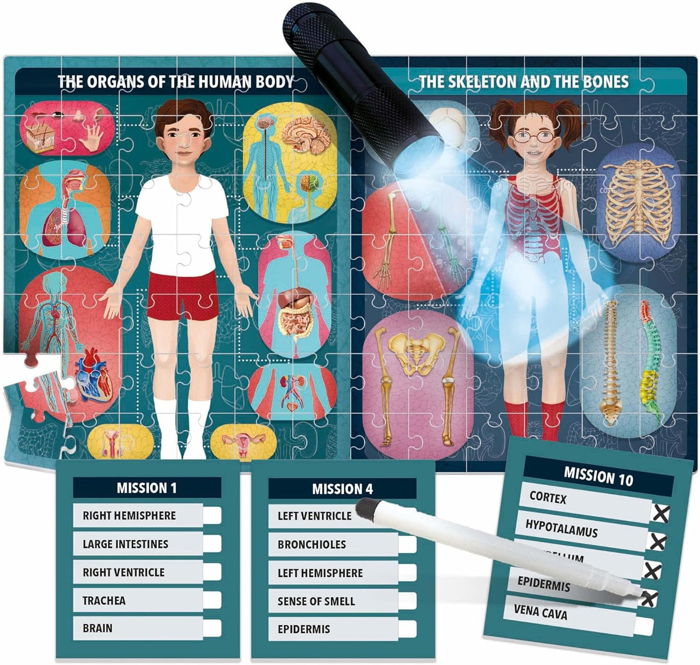 Headu The Human Body under X-Ray