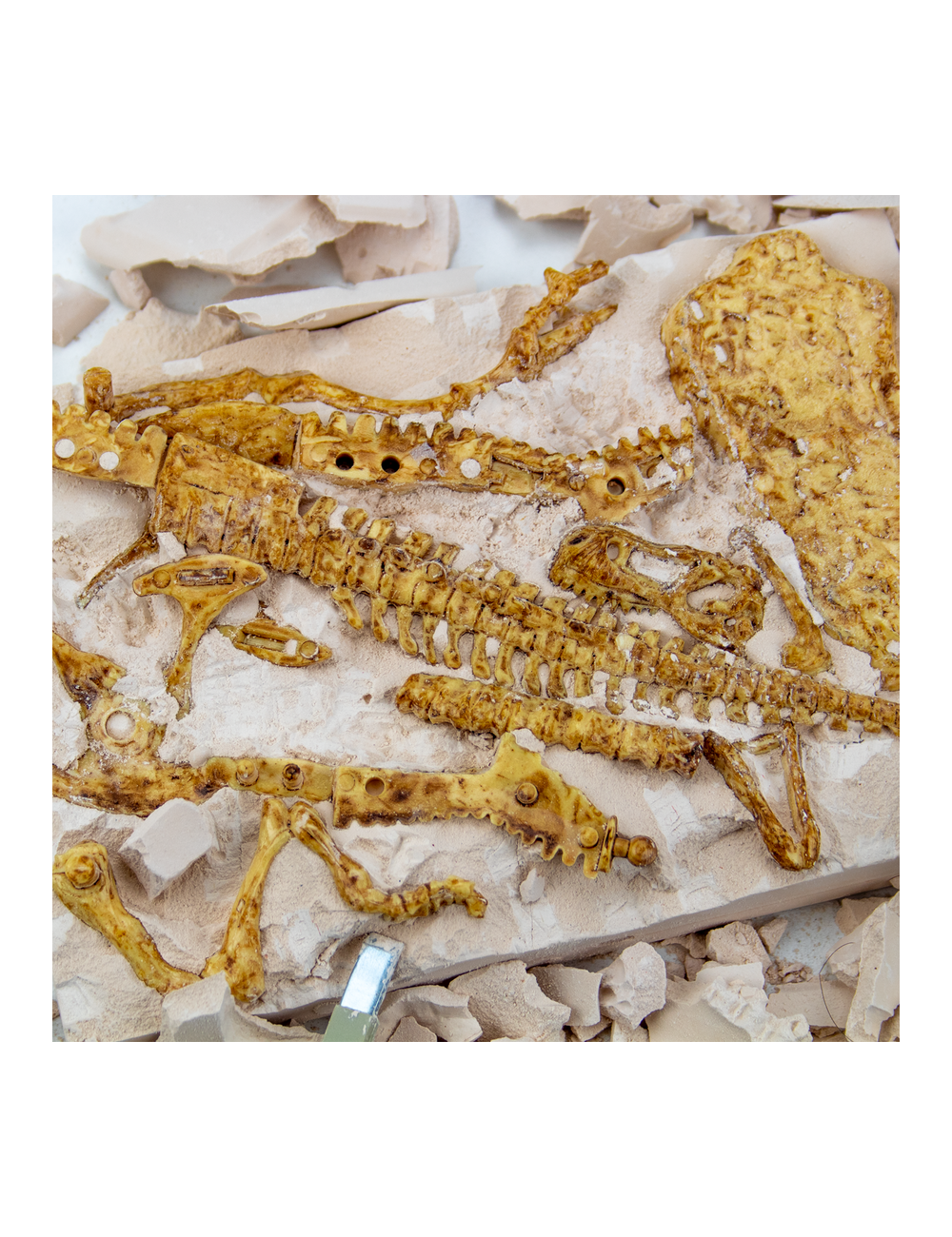 T-Rex Fossil Excavation